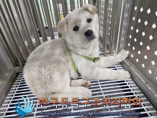 종료(입양) 믹스견…
